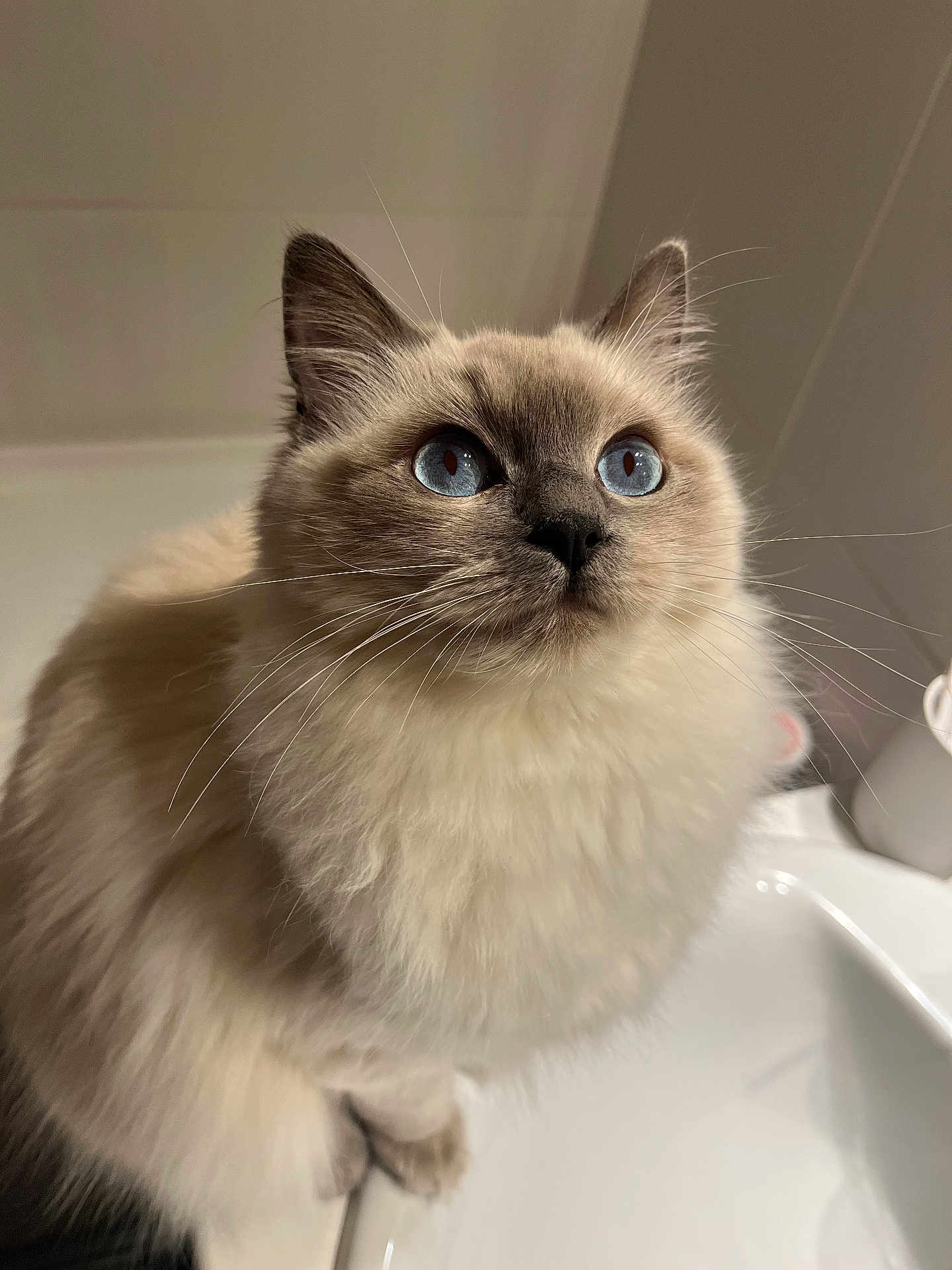 Lilas a rejoint le concours — aidez-le/la à gagner de superbes lots ! cat, blue_eyes, fluffy, fur, pet, indoor, sink, curious, whiskers, close_up, animal, feline, domestic, cute, soft, portrait, looking_up, ears, face, nose