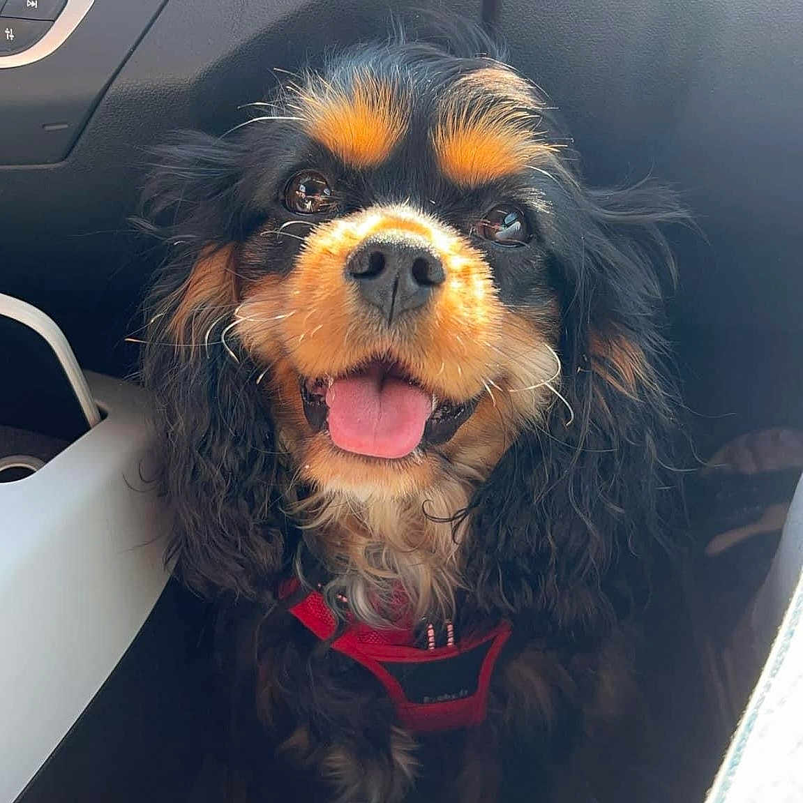 Ulys a rejoint le concours — aidez-le/la à gagner de superbes lots ! accessories, animal, bodypart, canine, car, car_interior, carseat, cockerspaniel, dog, hair, mouth, papillon, person, pet, puppy, snout, terrier, tongue, transportation, vehicle