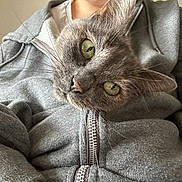 Neilig a rejoint le concours — aidez-le/la à gagner de superbes lots ! casual_clothing, cat, close_up, cozy, curious, cute, domestic_animal, feline, fur, gray_cat, green_eyes, head_tilt, hoodie, indoor, person, pet, portrait, relaxed, whiskers, zipper