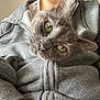 casual_clothing, cat, close_up, cozy, curious, cute, domestic_animal, feline, fur, gray_cat, green_eyes, head_tilt, hoodie, indoor, person, pet, portrait, relaxed, whiskers, zipper