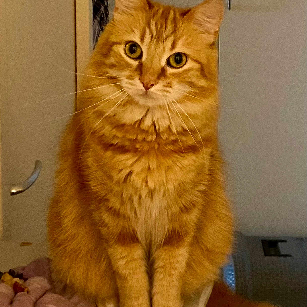 Sungie participe au concours pour gagner de l'argent avec cette photo : blanket, cat, cozy, curious, cute, domestic, ears, eyes, feline, fluffy, fur, furniture, household, indoor, mammal, orange_tabby, pet, sitting, tail, whiskers