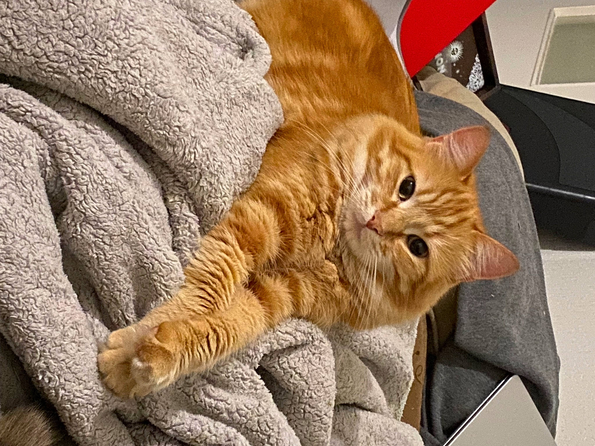 Sungie participe au concours pour gagner de l'argent avec cette photo : carnivore, cat, claw, comfort, domestic_short_haired_cat, fawn, felidae, flooring, fur, hardwood, nap, paw, sitting, small_to_medium_sized_cats, snout, tail, terrestrial_animal, whiskers, wood