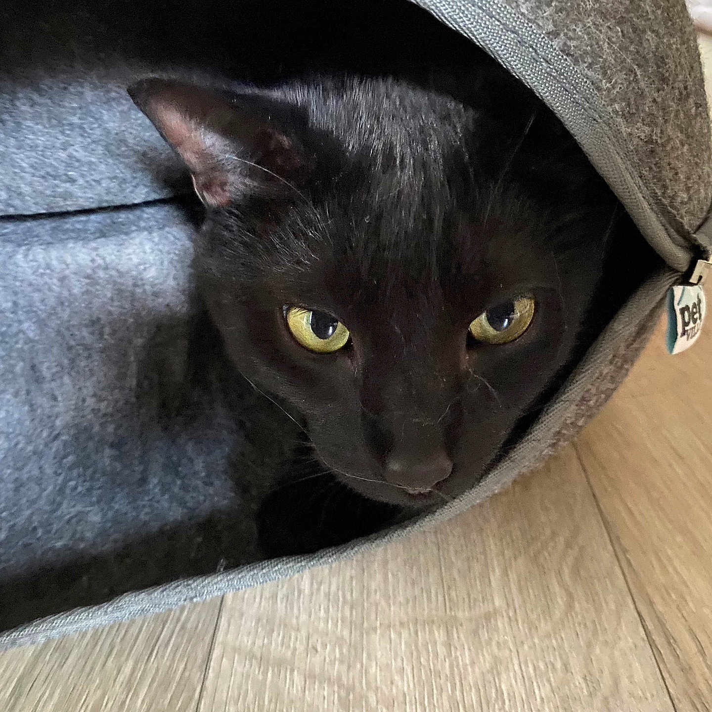 Totoro a rejoint le concours — aidez-le/la à gagner de superbes lots ! animal, black_cat, cat, closeup, cozy, curious, cute, domestic_cat, face, feline, fur, indoor, looking, pet, pet_tunnel, resting, shadow, whiskers, wooden_floor, yellow_eyes