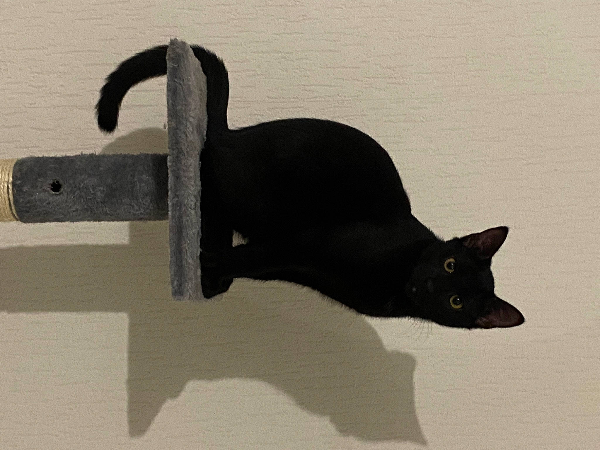 Totoro participe au concours pour gagner de l'argent avec cette photo : black_cat, bombay, carnivore, cat, fashion_accessory, felidae, pet_supply, shadow, small_to_medium_sized_cats, snout, tail, terrestrial_animal, whiskers