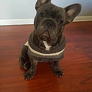 Blue joined the competition — help win amazing prizes! adorable, big_ears, brown_eyes, companion, cute, dog, french_bulldog, fur, hardwood_floor, indoor, looking_up, muzzle, paws, pet, portrait, sitting, sweater, tilted_head, white_wall, wooden_floor