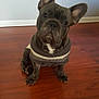 adorable, big_ears, brown_eyes, companion, cute, dog, french_bulldog, fur, hardwood_floor, indoor, looking_up, muzzle, paws, pet, portrait, sitting, sweater, tilted_head, white_wall, wooden_floor
