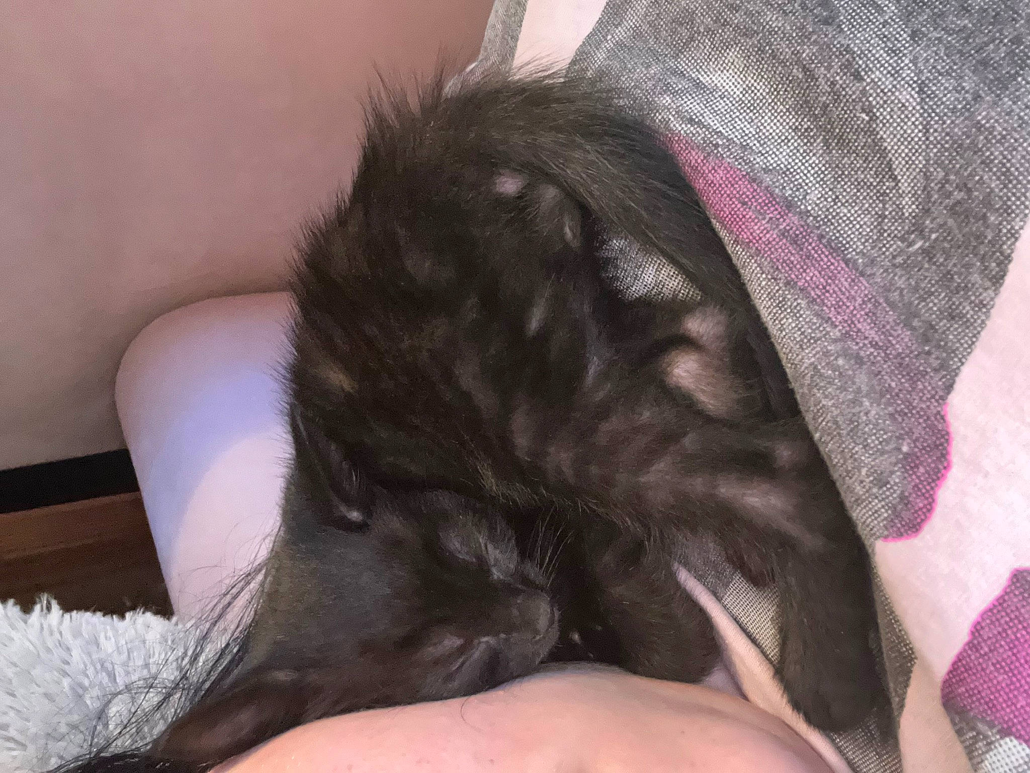 Jose joined the competition — help win amazing prizes! carnivore, comfort, companion_dog, dog_breed, fashion_accessory, felidae, foot, fur, gesture, human_leg, linens, liver, magenta, nail, nap, small_to_medium_sized_cats, sporting_group, tail, thigh, whiskers