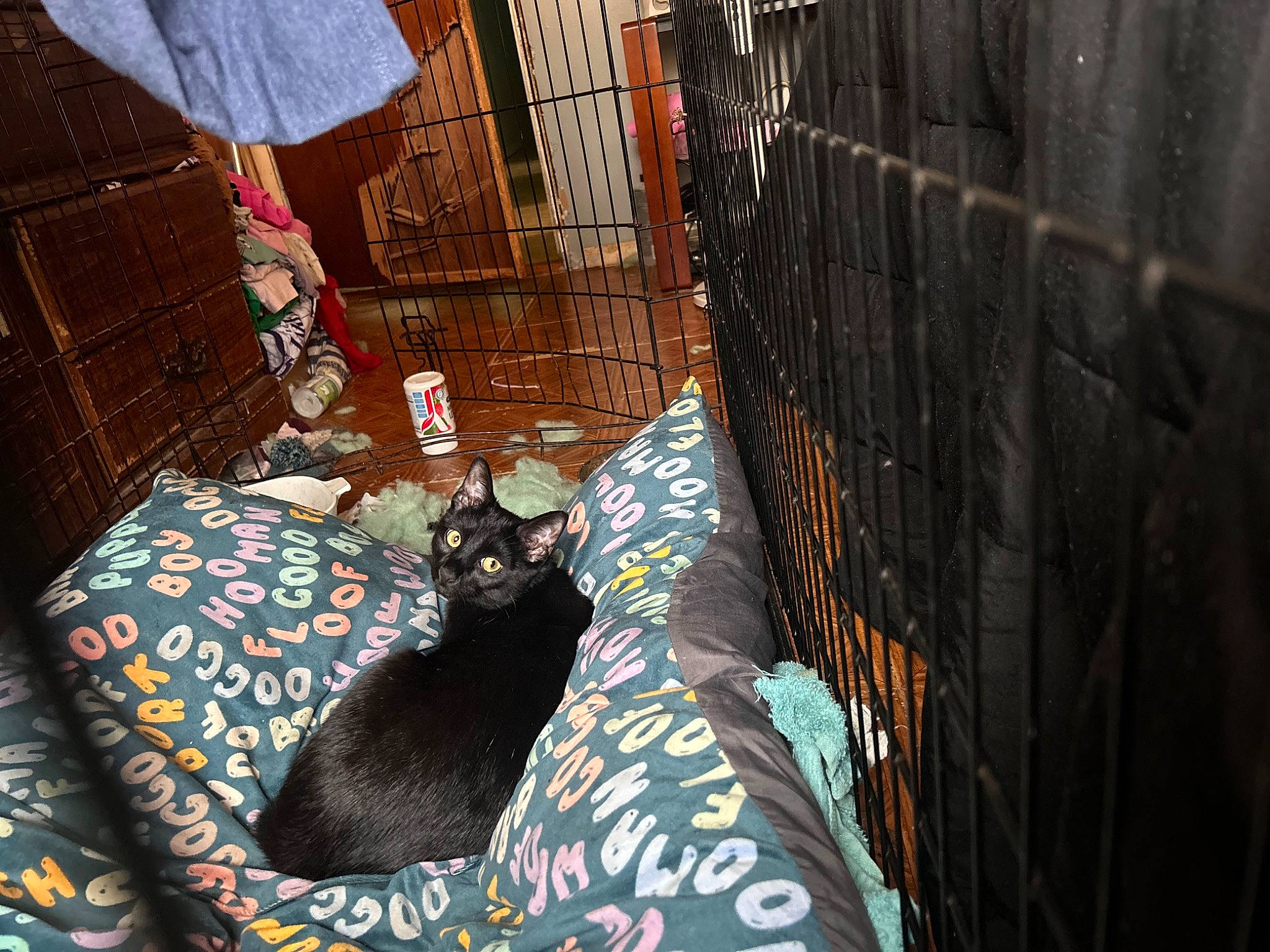 Jose joined the competition — help win amazing prizes! animal_shelter, bedding, black_cat, cage, carnivore, cat, comfort, domestic_short_haired_cat, felidae, flooring, fur, linens, pattern, pet_supply, room, small_to_medium_sized_cats, textile, tints_and_shades, whiskers, wood