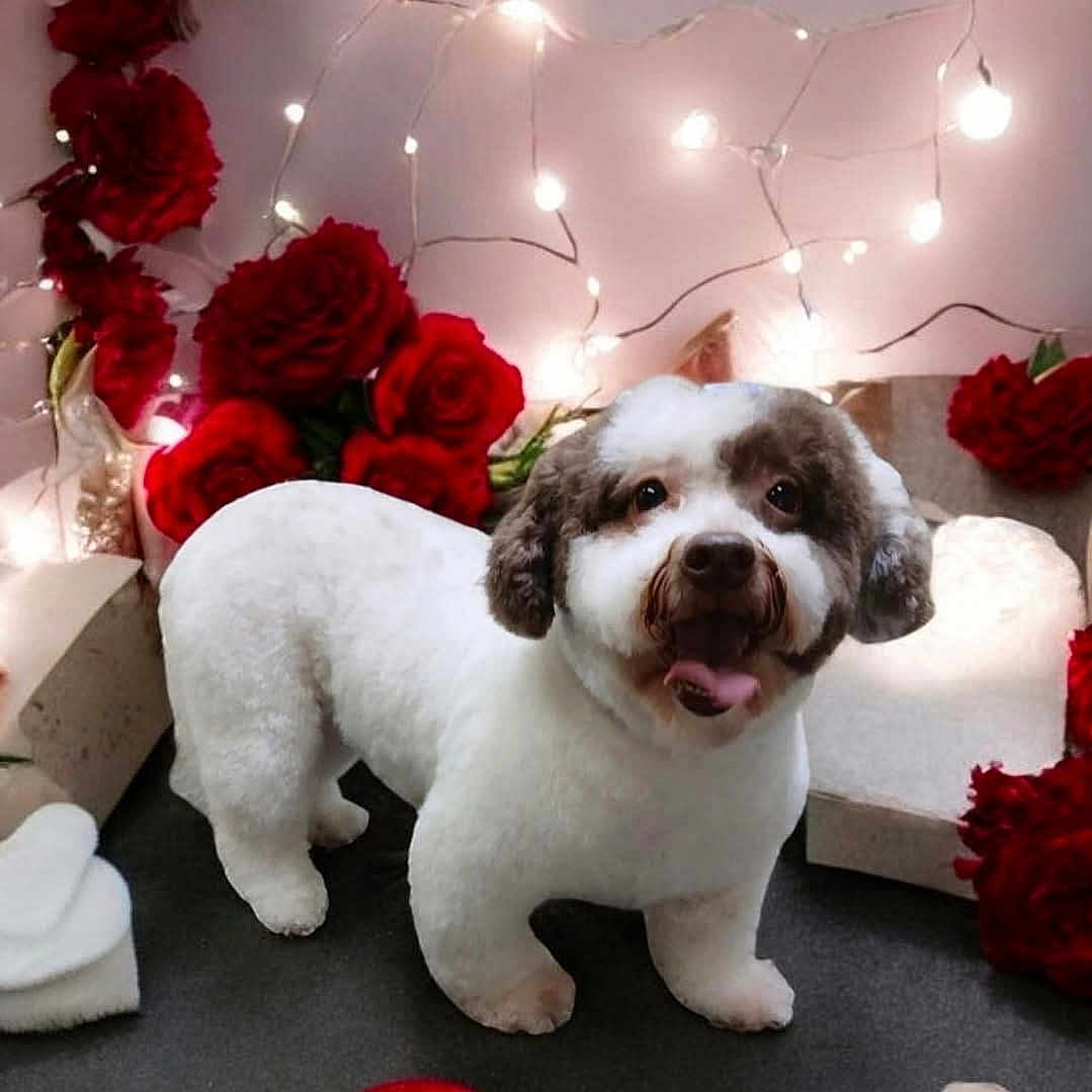 Star joined the competition — help win amazing prizes! animal, canine, carnation, dog, face, flower, flowerarrangement, head, indoors, interiordesign, person, pet, petal, photography, plant, portrait, pottedplant, puppy, rose, symbol