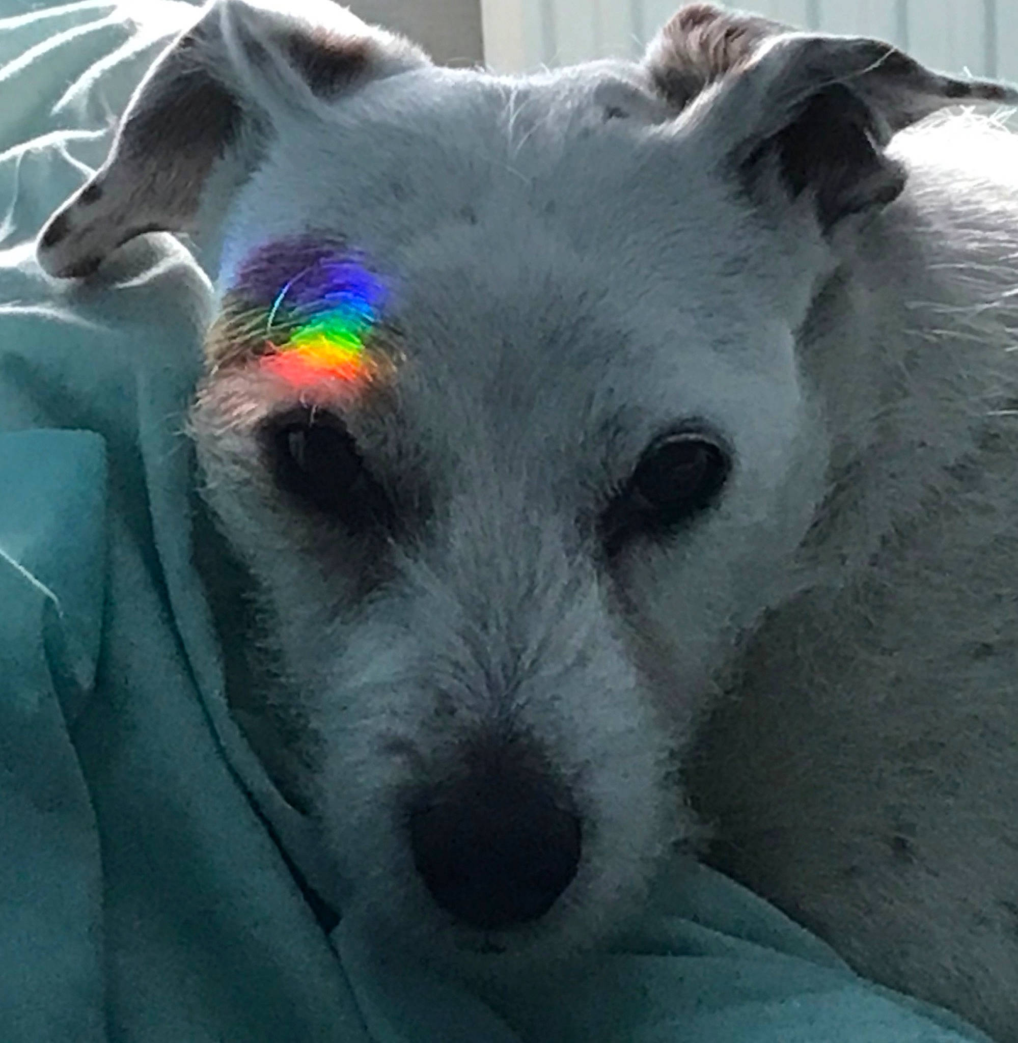 Jak joined the competition — help win amazing prizes! canidae, carnivore, companion_dog, dog, dog_breed, mammal, parson_russell_terrier, rare_breed_dog, snout, terrier, vertebrate, whiskers