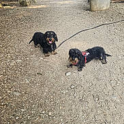 Willow participe au concours pour gagner de l'argent avec cette photo : animal, black_fur, canine, dachshund, dog, gravel, happy, harness, leash, lying_down, nature, outdoor, path, pet, rock, scruffy_fur, sitting, sunlight, tongue_out, tree