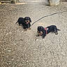 animal, black_fur, canine, dachshund, dog, gravel, happy, harness, leash, lying_down, nature, outdoor, path, pet, rock, scruffy_fur, sitting, sunlight, tongue_out, tree