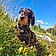 Willow