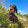 animal, blue_sky, canine, collar, curious, dog, field, fluffy, grass, greenery, landscape, leash, meadow, nature, outdoor, pet, relaxed, summer, sunny, wildflowers