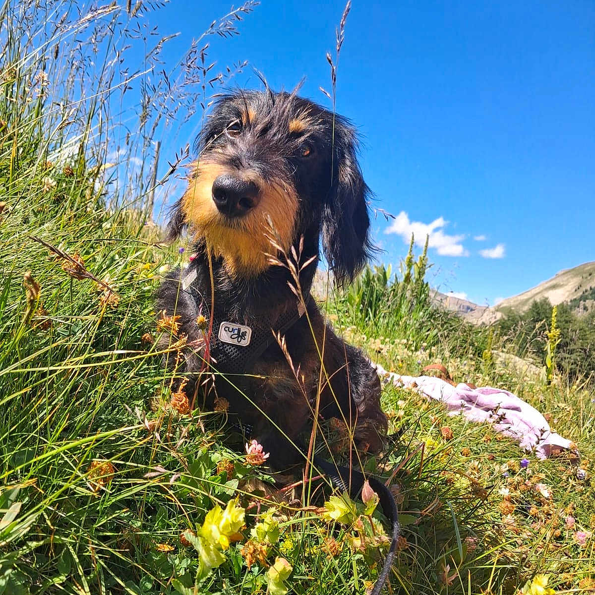Willow