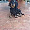 balcony, black_dog, calm, cute, dog, flower_pot, garden, green_leaves, hydrangea, nature, outdoor, pet, pink_flowers, plant, portrait, puppy, sitting, small_dog, tan_markings, terracotta_floor