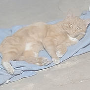 Morris joined the competition — help win amazing prizes! ginger_cat, cat, tabby, pet, indoor, blanket, lounging, paws, whiskers, fur, bedding, relaxed, sleepy, closeup, portrait, concrete_floor, orange, mammal, domestic_animal, cozy