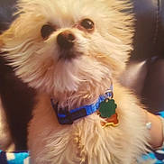 Charlie is registered to the contest to win money with this photo: dog, small_dog, fluffy, collar, pet_tag, indoor, blanket, blue_blanket, leather_couch, curious, cute, furry, animal, companion, sitting, looking_up, domestic_animal, friendly, house_pet, portrait