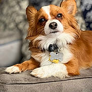 Toby is registered to the contest to win money with this photo: animal, brown, closeup, collar, couch, cute, dog, ears, fluffy, fur, furniture, indoor, nose, paw, pet, portrait, relaxing, small_dog, tag, white