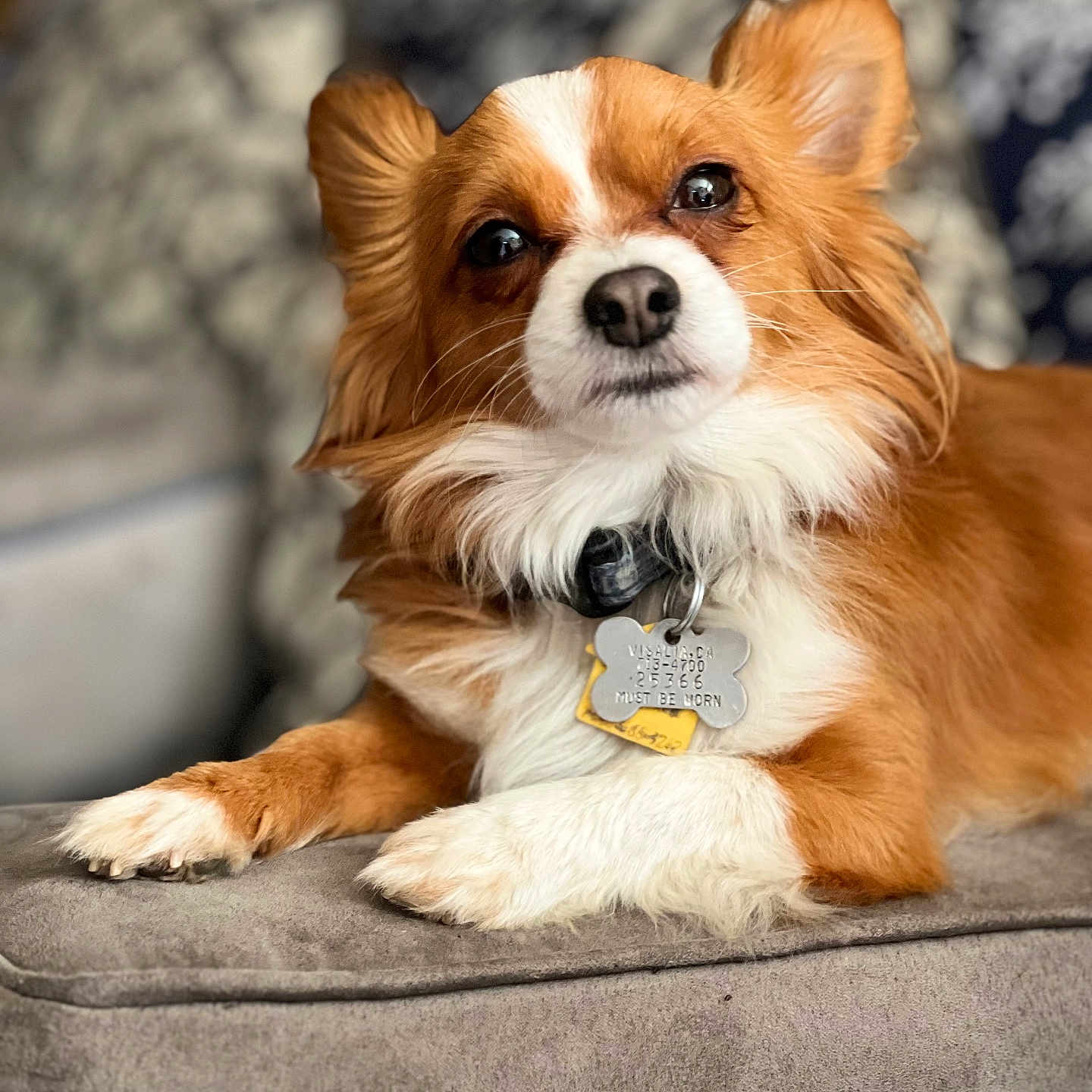 Toby