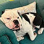 bulldog, dog, pet, sleeping, resting, armchair, teal, pillow, home_decor, indoor, fur, animal, canine, cozy, relaxed, white, black, face, wrinkles, collar