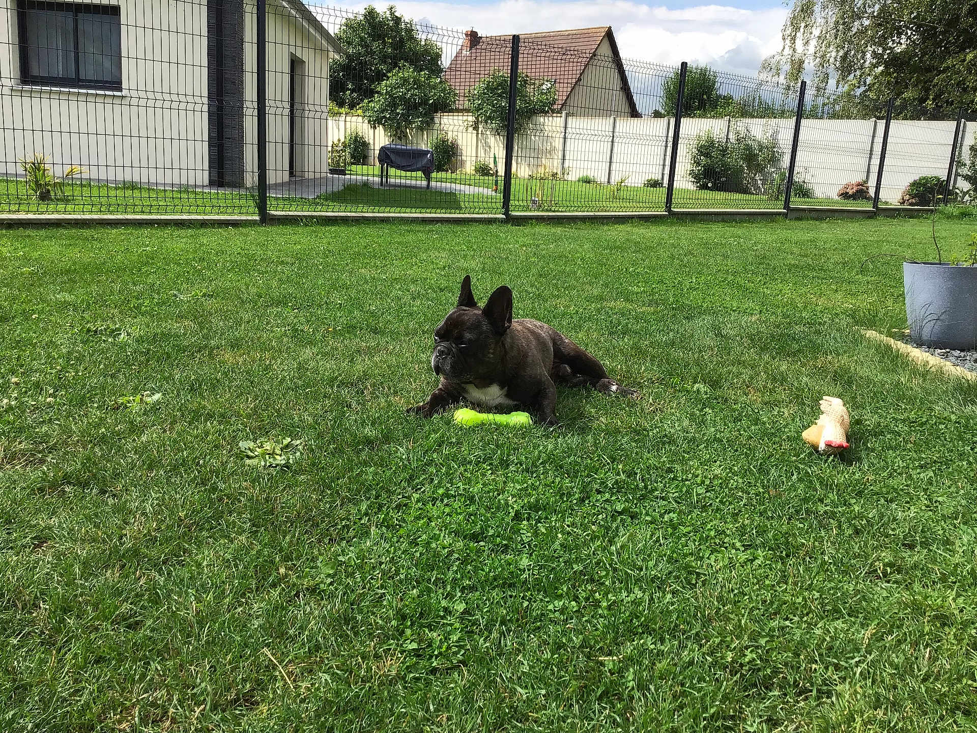 Mikado a rejoint le concours — aidez-le/la à gagner de superbes lots ! dog, french_bulldog, grass, lawn, toy, pet, outdoor, daylight, house, fence, garden, greenery, relaxed, playing, animal, canine, summer, backyard, nature, companionship