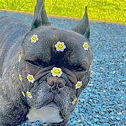 Mikado a rejoint le concours — aidez-le/la à gagner de superbes lots ! dog, french_bulldog, outdoor, grass, stones, pet, animal, face_stickers, smiley_faces, flower_stickers, closeup, black_dog, white_chest, ears_up, cute, funny, portrait, daylight, nature, expression