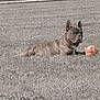 Mikado participe au concours pour gagner de l'argent avec cette photo : dog, french_bulldog, brindle, grass, toy, outdoor, pet, animal, lying_down, fence, yard, stone, play, resting, summer, daylight, small_dog, canine, relaxed, park