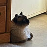 cat, siamese_cat, indoor, floor, carpet, wooden_cabinet, fur, pet, animal, side_view, quiet, cozy, looking, domestic, feline, resting, home, curious, light, shadow