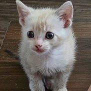 Mochi is registered to the contest to win money with this photo: kitten, cat, animal, pet, small, fluffy, cream_color, curious, wooden_floor, indoor, young, cute, whiskers, ears, paws, fur, eyes, standing, domestic, feline