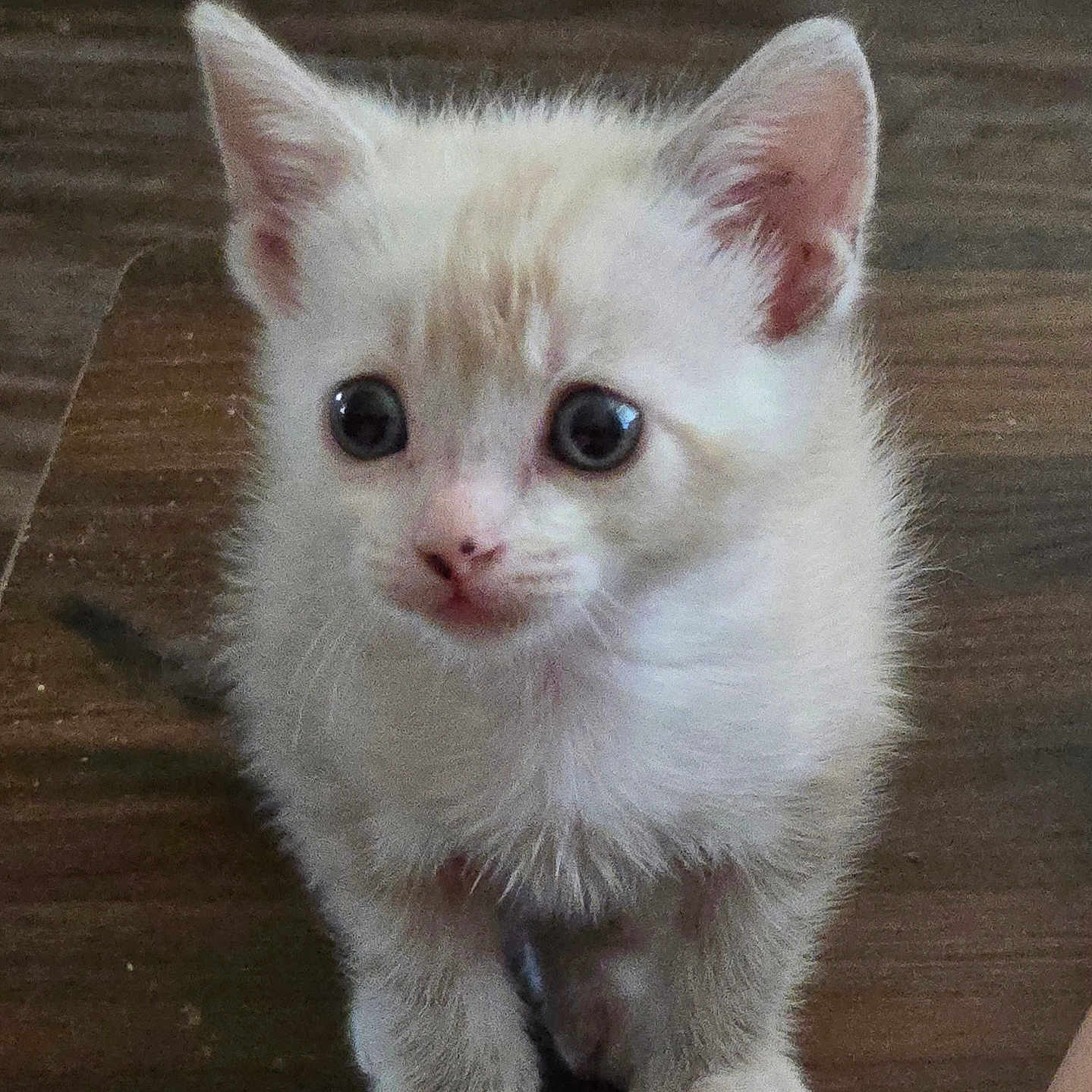 Mochi