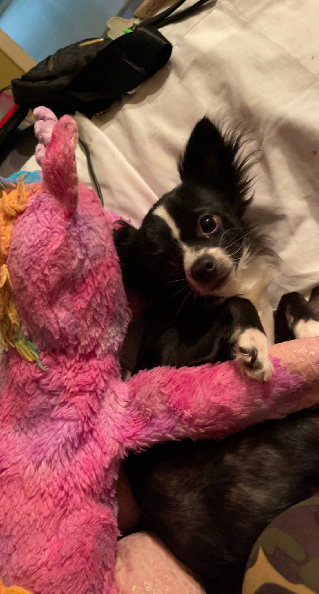 Frito is registered to the contest to win money with this photo: art, canidae, carnivore, companion_dog, craft, creative_arts, dog, dog_breed, fawn, fur, magenta, paw, sporting_group, tail, thread, toy_dog, whiskers, wool, woolen, working_animal
