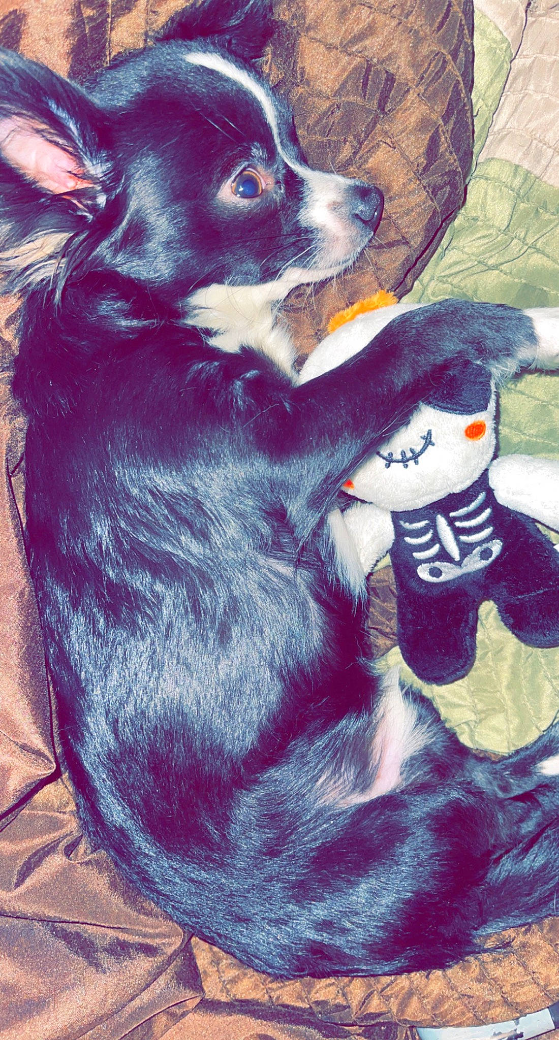 Frito is registered to the contest to win money with this photo: art, canidae, carmine, carnivore, companion_dog, dog, dog_breed, drawing, electric_blue, fictional_character, fur, illustration, paint, painting, snout, sporting_group, vertebrate, visual_arts, whiskers, working_animal