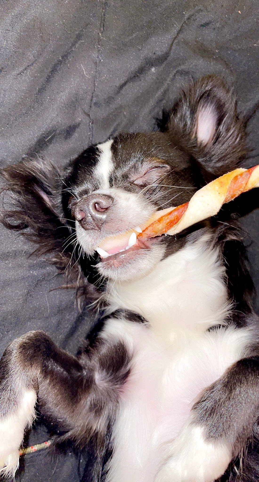 Frito is registered to the contest to win money with this photo: carnivore, cat, claw, companion_dog, dog_breed, eye, eyelash, felidae, foot, fur, human_body, paw, small_to_medium_sized_cats, snout, sporting_group, tail, terrestrial_animal, whiskers