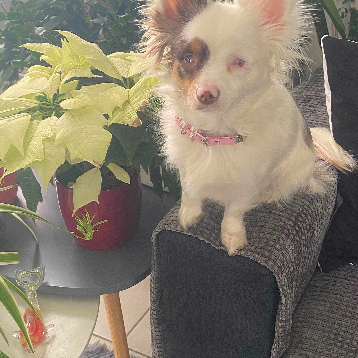 Vanille a rejoint le concours — aidez-le/la à gagner de superbes lots ! armrest, couch, cute, decor, dog, fluffy, fur, greenery, houseplant, indoor, living_room, pet, pink_collar, potted_plant, relaxed, small_dog, sofa, table, tile_floor, white_dog