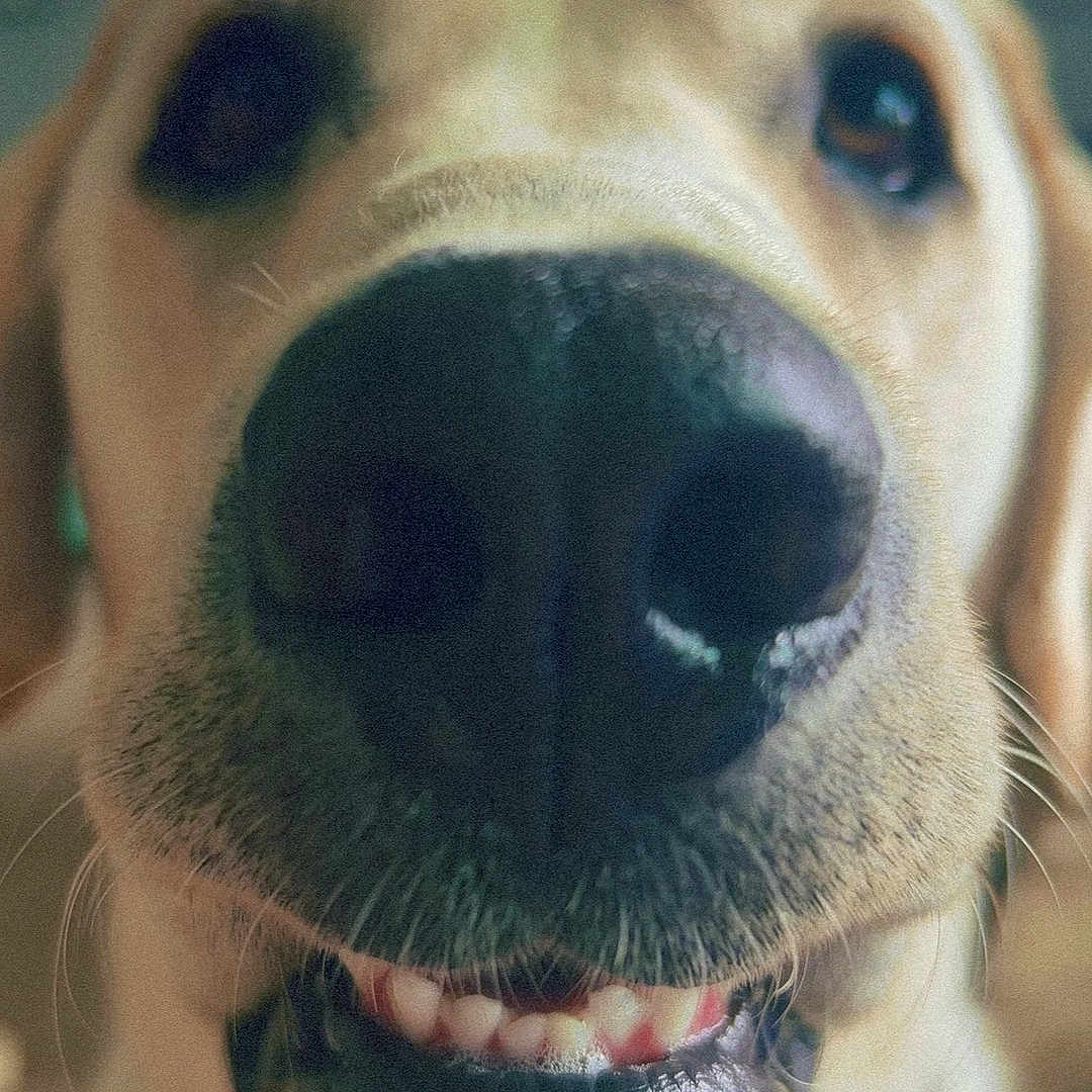 Kruz joined the competition — help win amazing prizes! animal, ball, beagle, bodypart, canine, dog, face, goldenretriever, head, hound, labradorretriever, mouth, person, pet, puppy, snout, sport, teeth, tennis, whitedog