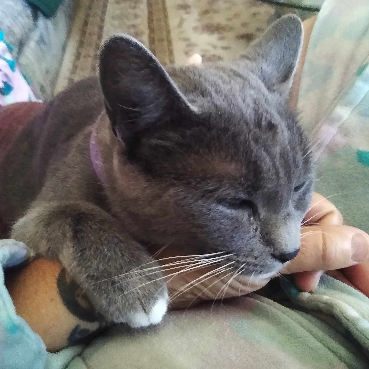 Mercedes is registered to the contest to win money with this photo: abyssinian, animal, blanket, bodypart, cat, chair, couch, cushion, finger, furniture, hand, homedecor, kitten, linen, manx, person, pet, quilt, siamese, sleeping