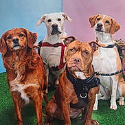 Ange And Co a rejoint le concours — aidez-le/la à gagner de superbes lots ! dog, dogs, pet, pets, brown_dog, white_dog, sitting, harness, collar, leash, green_turf, indoor, studio, portrait, animal, canine, four_dogs, background, blue_background, pink_background