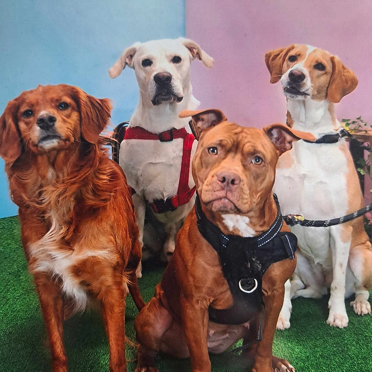 Ange And Co a rejoint le concours — aidez-le/la à gagner de superbes lots ! dog, dogs, pet, pets, brown_dog, white_dog, sitting, harness, collar, leash, green_turf, indoor, studio, portrait, animal, canine, four_dogs, background, blue_background, pink_background