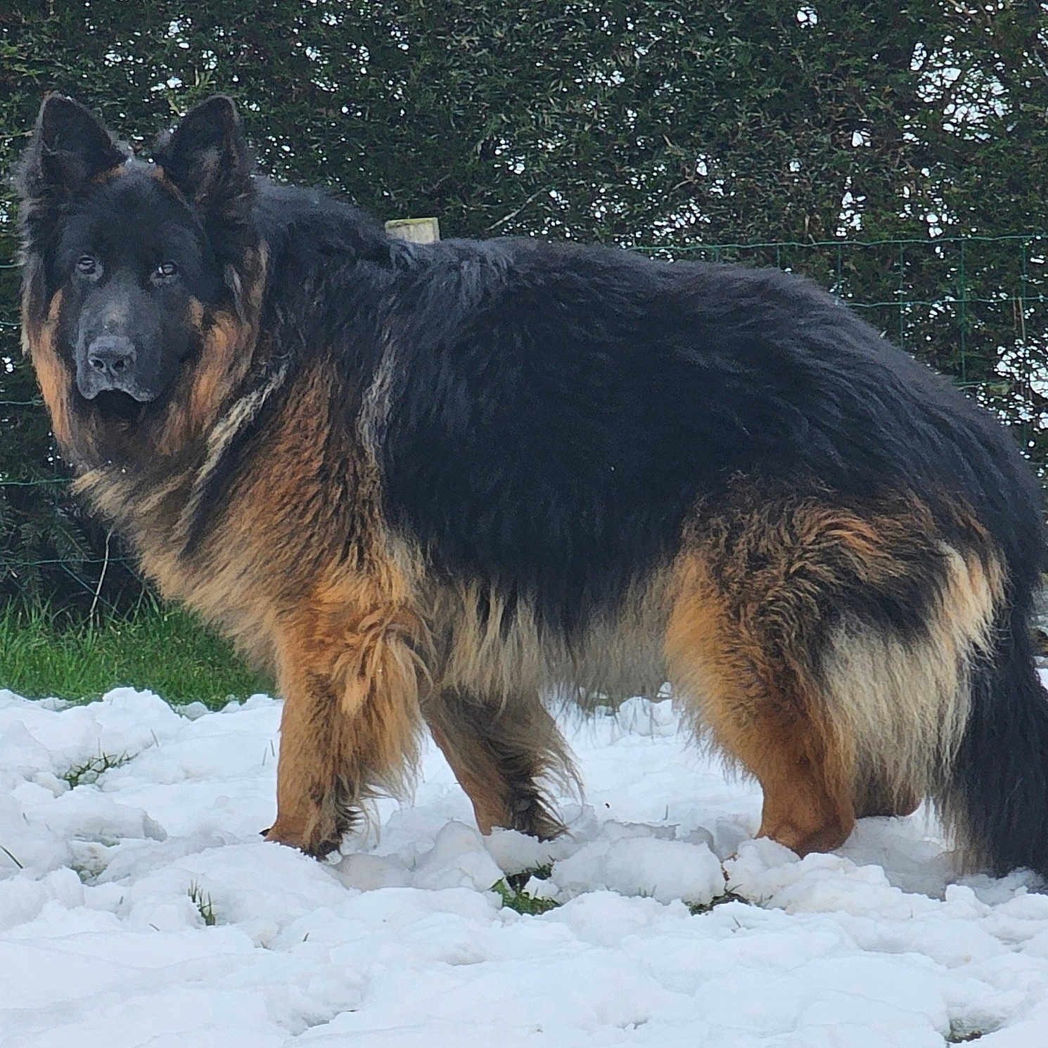 Tyson participe au concours pour gagner de l'argent avec cette photo : animal, canine, collie, coyote, dog, fox, germanshepherd, nature, outdoors, pet, policedog, puppy, snout, snow, wolf