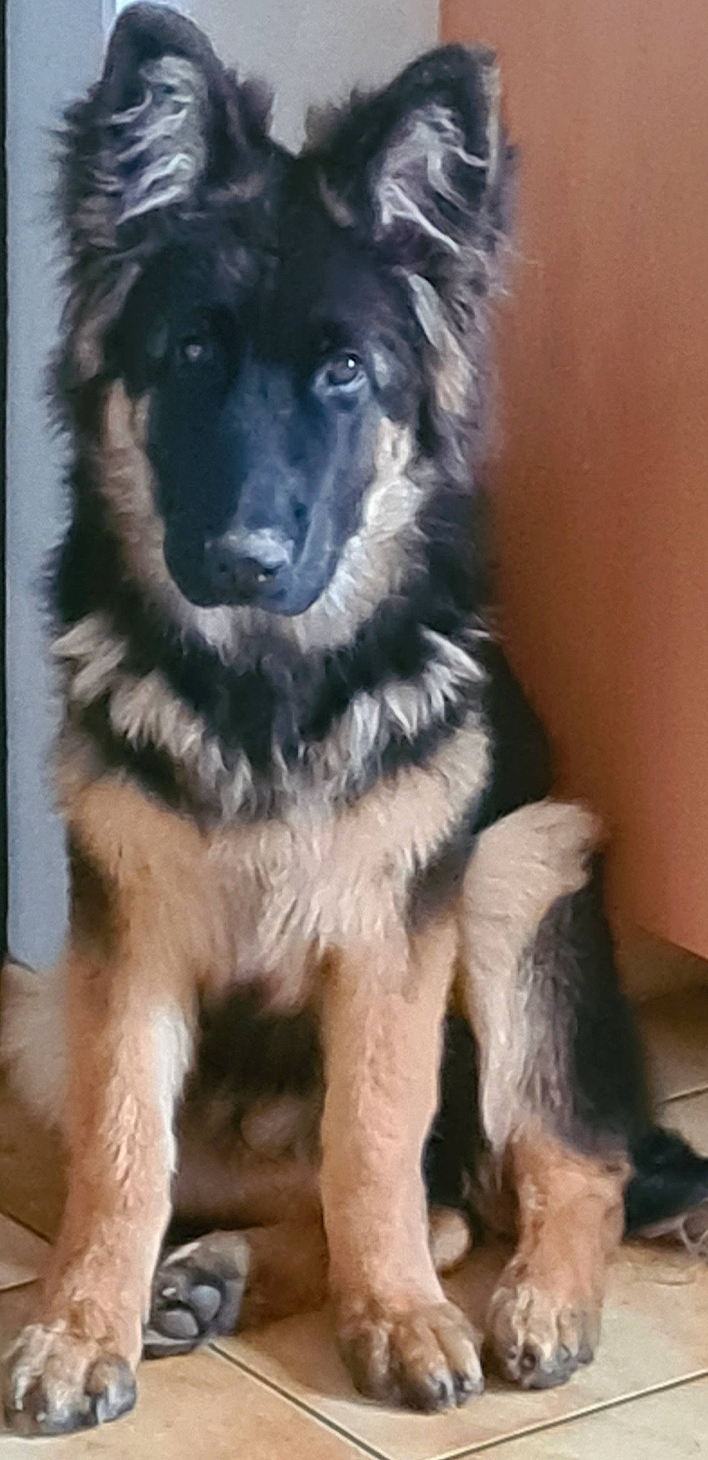 Tyson participe au concours pour gagner de l'argent avec cette photo : ancient_dog_breeds, canidae, carnivore, companion_dog, dog, dog_breed, fur, herding_dog, snout, sporting_group, working_animal, working_dog