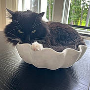 Oreo is registered to the contest to win money with this photo: cat, feline, black_and_white, fluffy, paw, bowl, table, window, indoor, greenery, relaxed, resting, curled_up, whiskers, domestic_animal, pet, houseplant_view, natural_light, cozy, fur