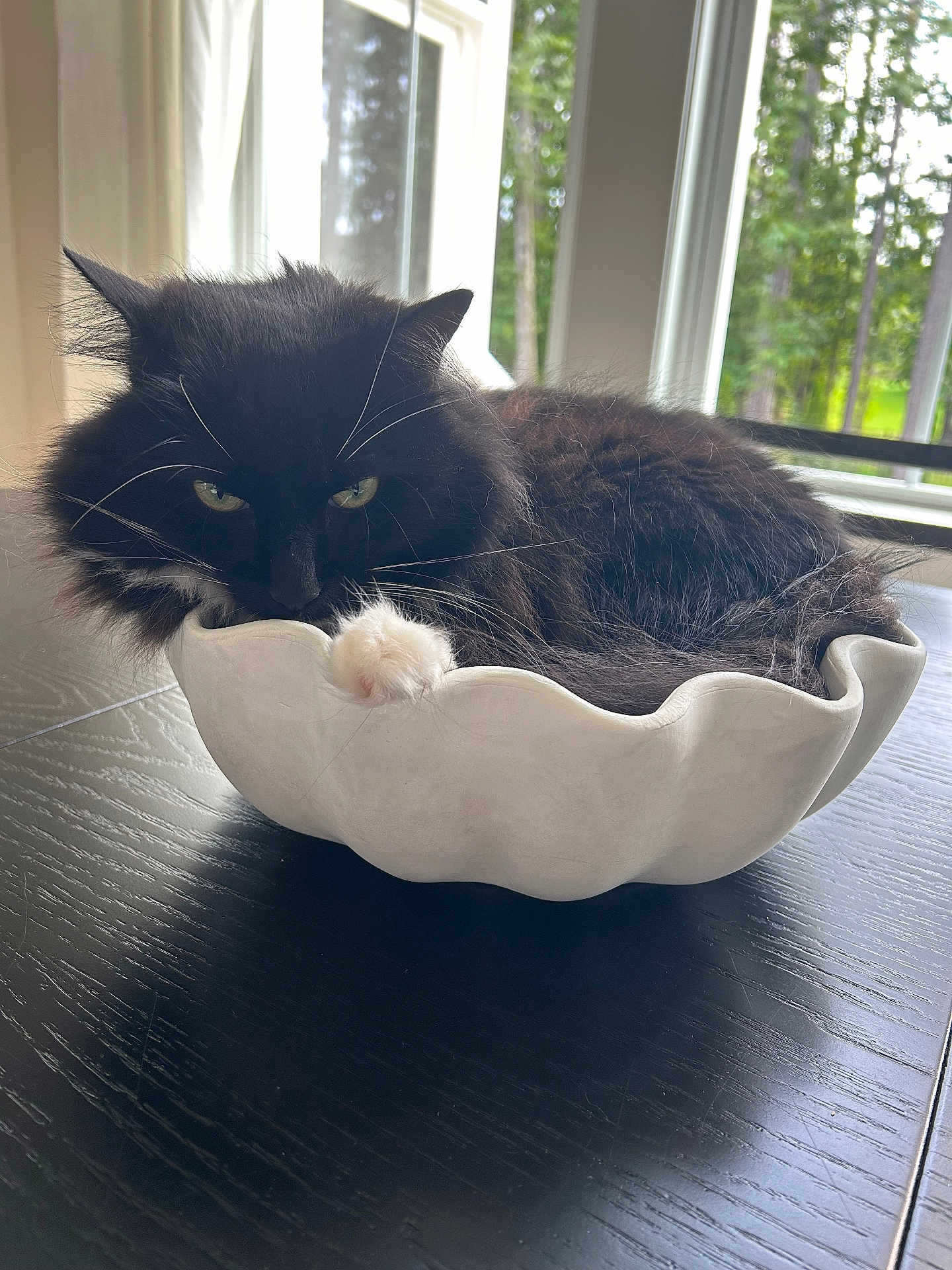 Oreo is registered to the contest to win money with this photo: cat, feline, black_and_white, fluffy, paw, bowl, table, window, indoor, greenery, relaxed, resting, curled_up, whiskers, domestic_animal, pet, houseplant_view, natural_light, cozy, fur