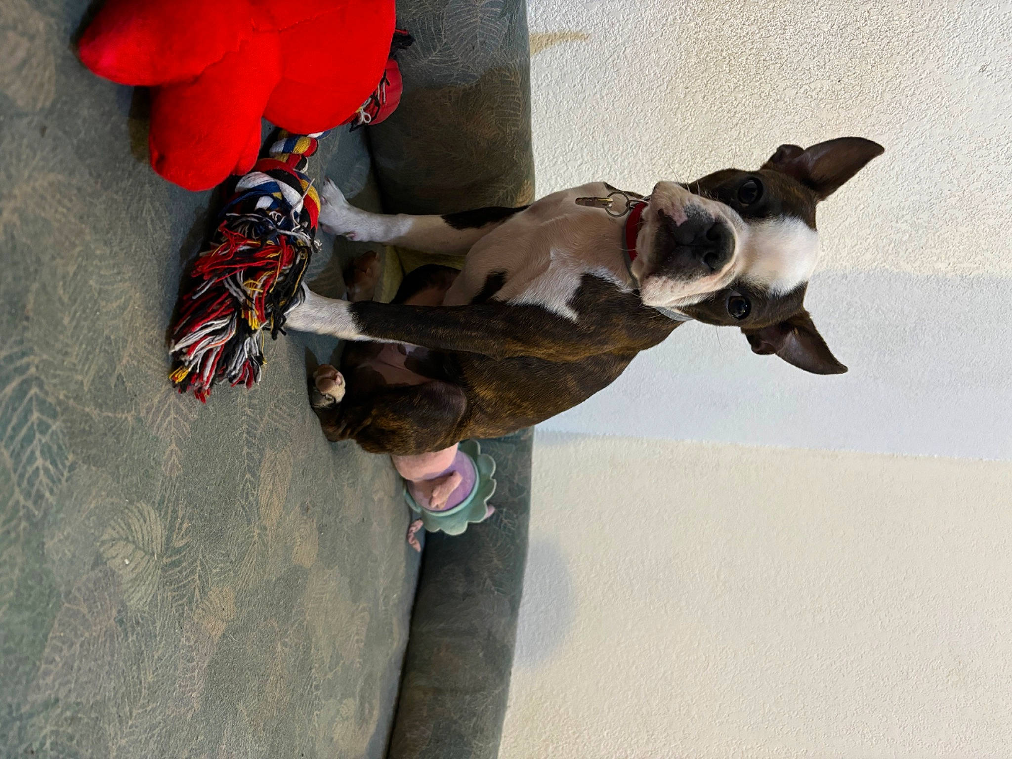 Urus a rejoint le concours — aidez-le/la à gagner de superbes lots ! arthropod, canidae, carmine, carnivore, companion_dog, dog, dog_breed, fawn, flooring, flower, insect, pest, petal, plant, pollinator, snout, sporting_group, tail, toy_dog, working_animal