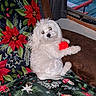 dog, white_dog, toy, red_ball, blanket, holiday_theme, poinsettia, couch, indoor, window, deck, bench, curious, pet, fur, cozy, relaxed, home, christmas, decor