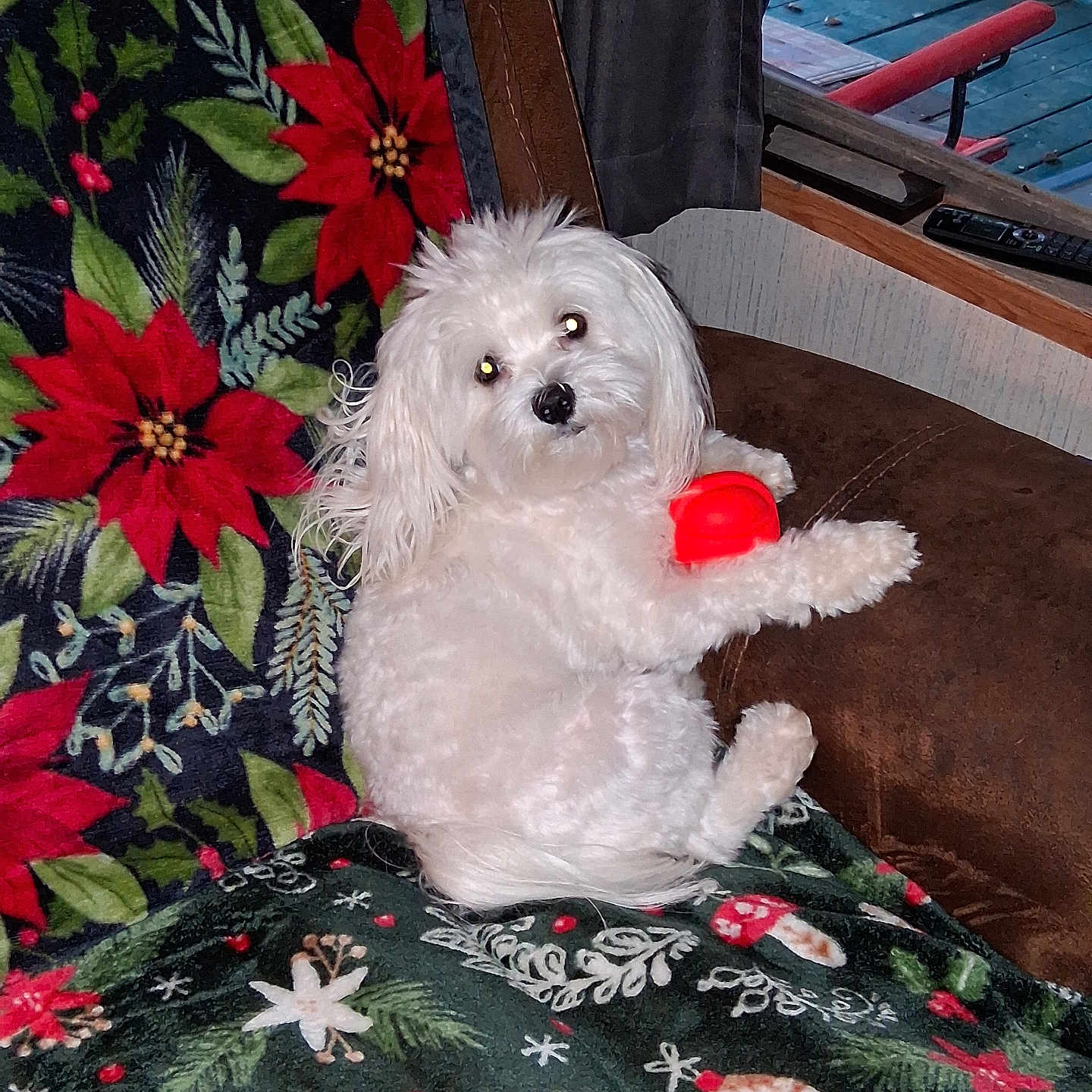 Bullet joined the competition — help win amazing prizes! dog, white_dog, toy, red_ball, blanket, holiday_theme, poinsettia, couch, indoor, window, deck, bench, curious, pet, fur, cozy, relaxed, home, christmas, decor