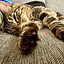 Guizmo a rejoint le concours — aidez-le/la à gagner de superbes lots ! animal, cat, closeup, comfort, couch, cozy, fabric, feline, fur, home, indoor, nap, paw, pet, relaxed, resting, sleepy, tabby, texture, whiskers