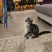 Guizmo participe au concours pour gagner de l'argent avec cette photo : animal, cat, chair, clock, curious, dining_table, domestic, floor, furniture, home, indoor, kitten, pet, playful, ribbons, rug, sofa, tabby, toy, young_cat