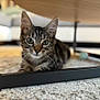 Guizmo participe au concours pour gagner de l'argent avec cette photo : animal, carpet, cat, close_up, curious, cute, domestic, ears, eyes, floor, furniture, indoors, kitten, lying_down, pet, resting, soft_focus, tabby, whiskers, young