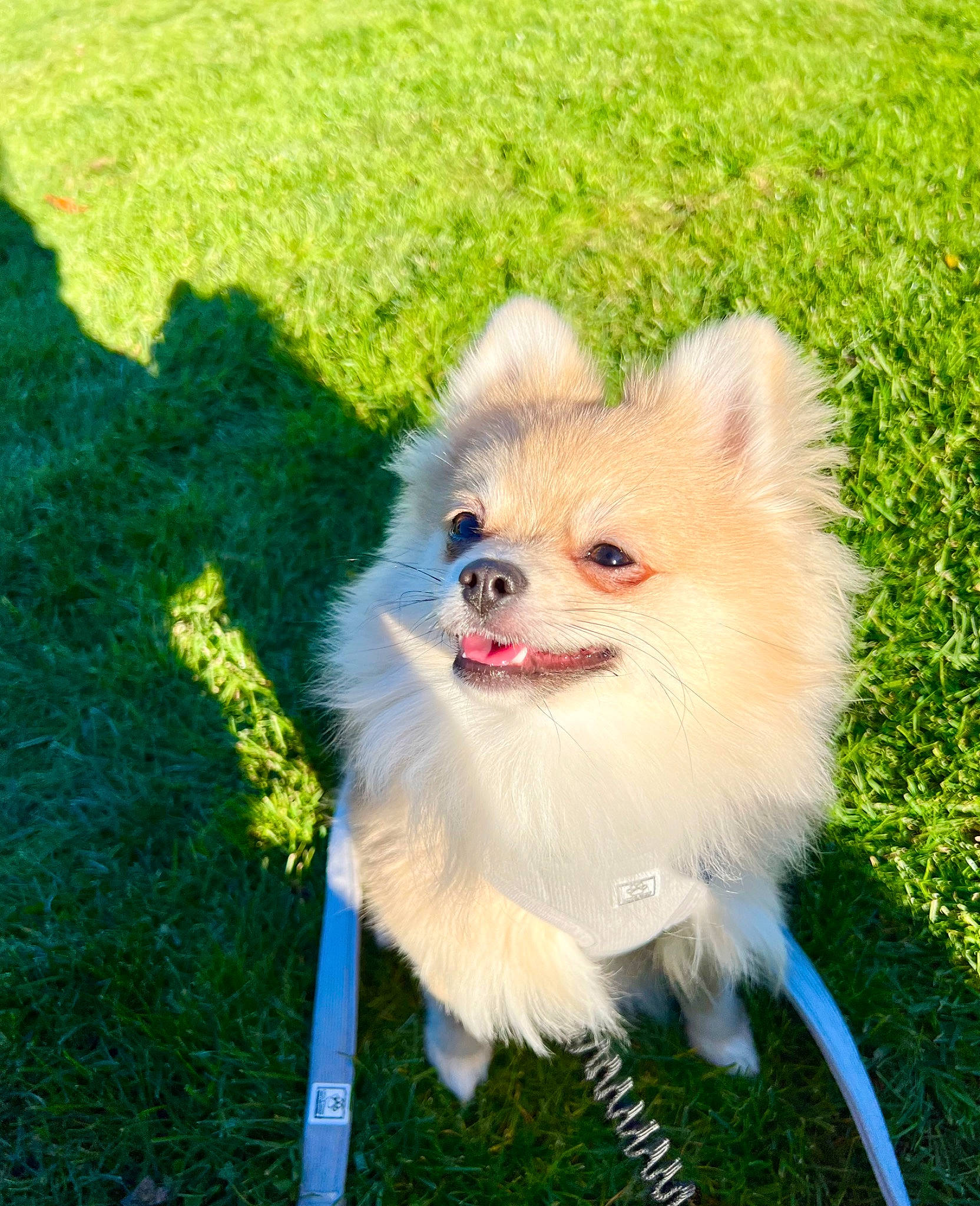 Yuki is registered to the contest to win money with this photo: canidae, carnivore, companion_dog, dog, dog_breed, dog_supply, fawn, fur, german_spitz, german_spitz_klein, german_spitz_mittel, grass, japanese_spitz, pomeranian, snout, spitz, tail, toy_dog, volpino_italiano, working_animal